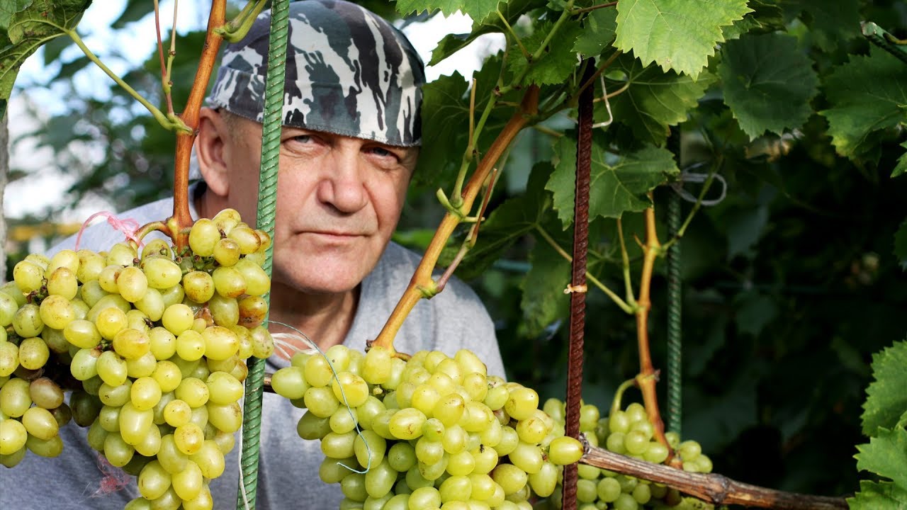 ВИНОГРАД В ПОДМОСКОВЬЕ В КОНЦЕ ИЮЛЯ. Как выращивать виноград в среднейполосе. Северный виноград. - YouTube